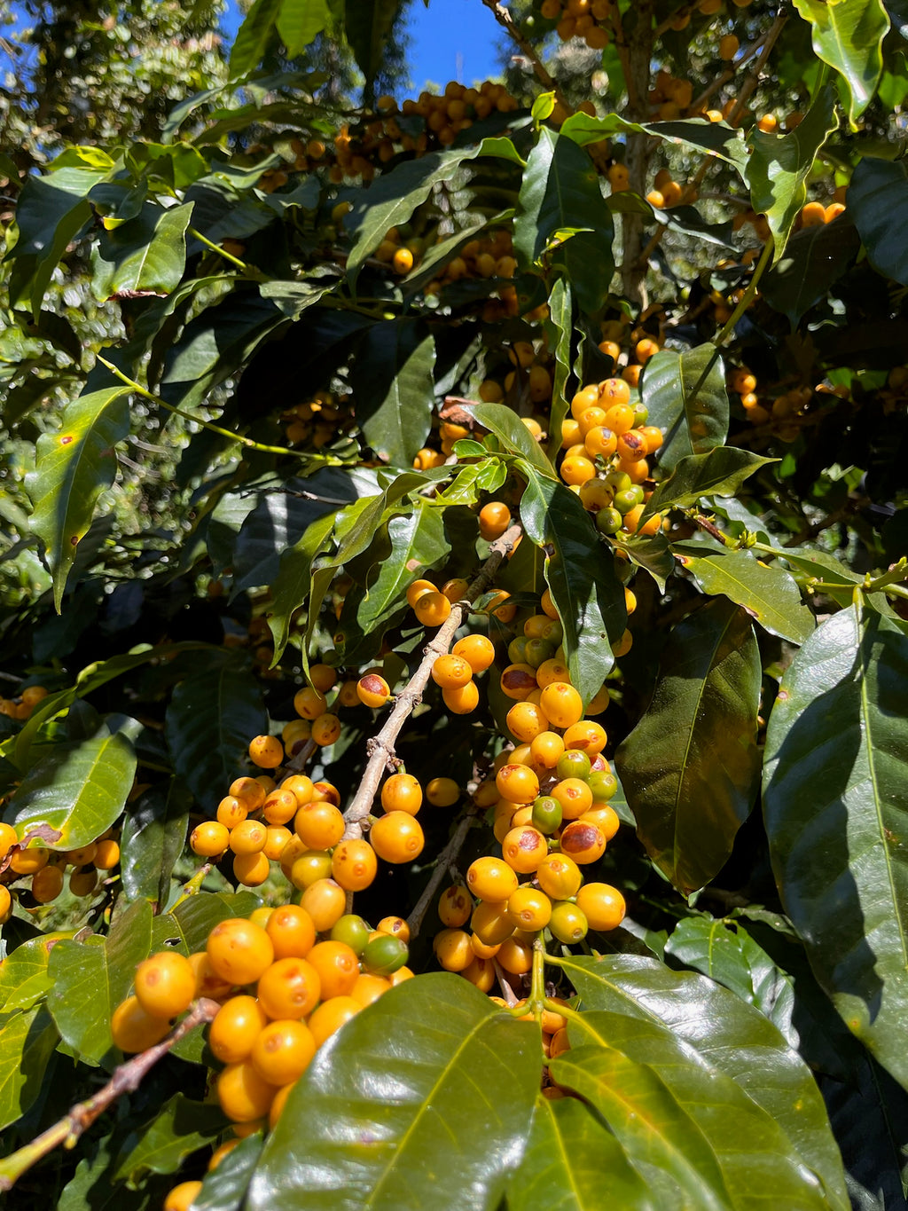 Brazil Yellow Bourbon 250g - Beans